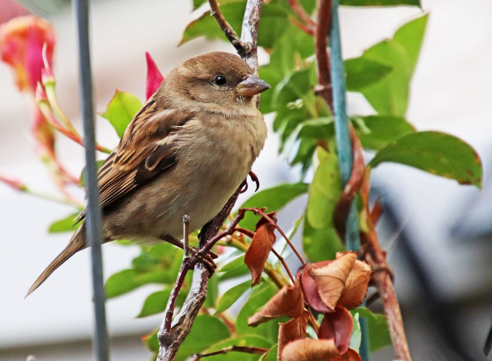 Canon EOS 800D (EOS Rebel T7i / EOS Kiss X9i) sample photo. Sparrow, bird, perched photography