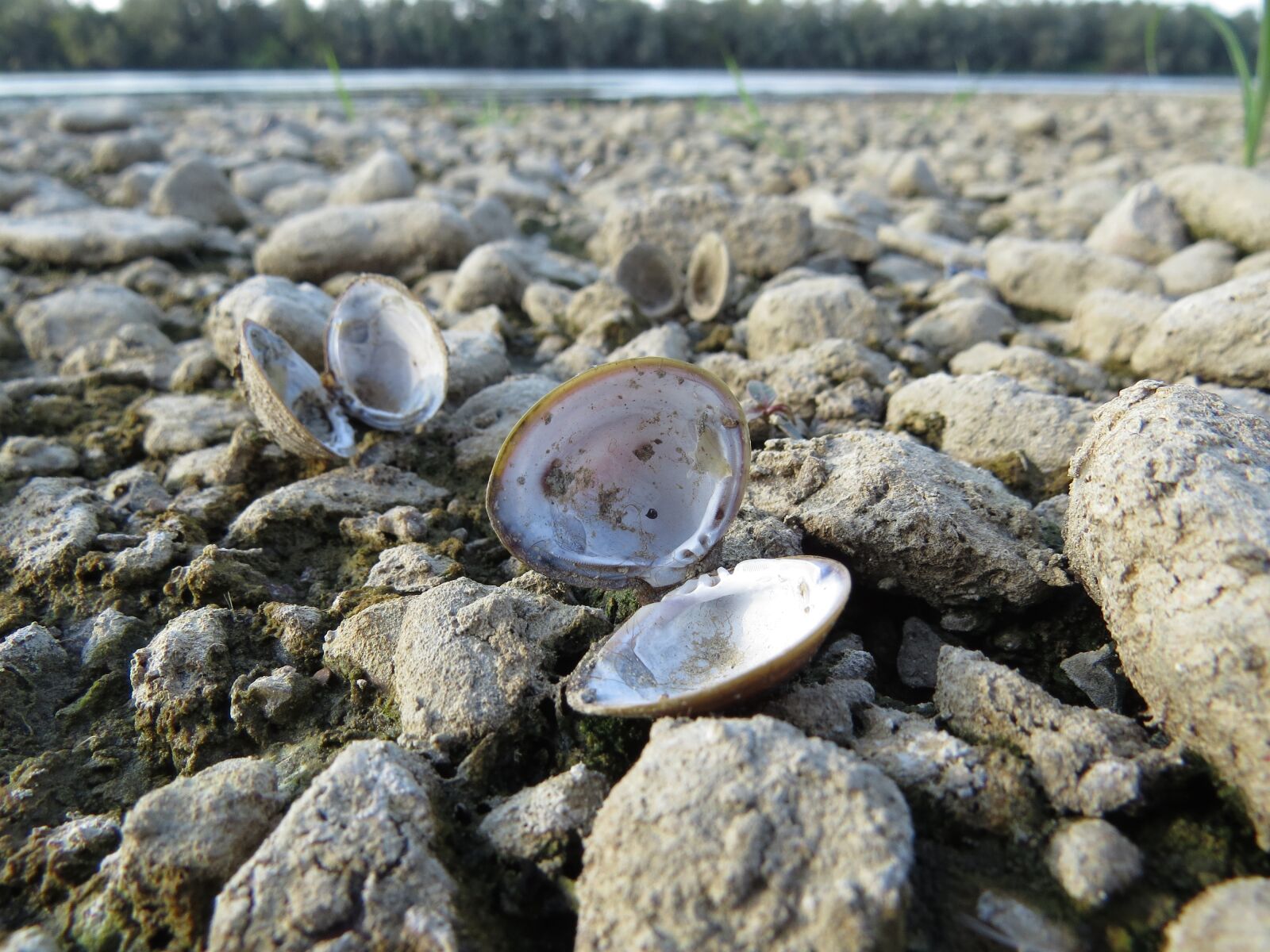 Canon PowerShot SX50 HS sample photo. Nature, shell, river photography