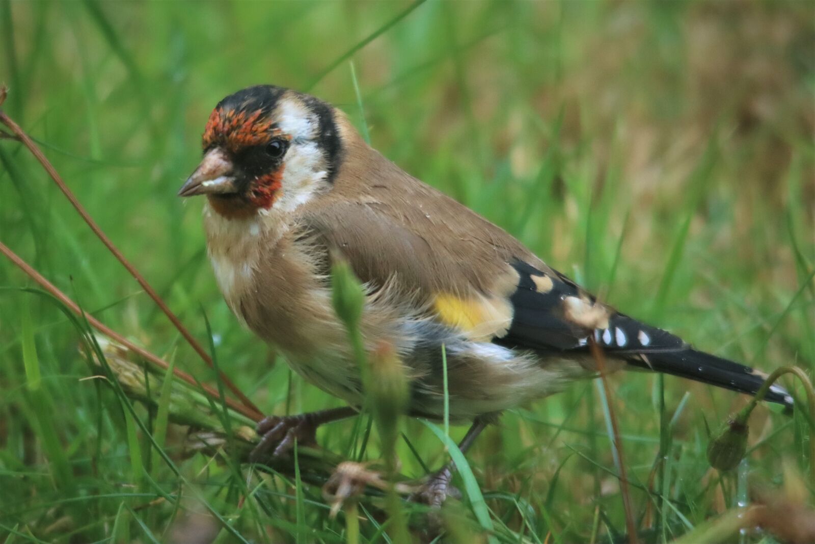 Canon EOS 90D sample photo. European goldfinch, small, songbird photography