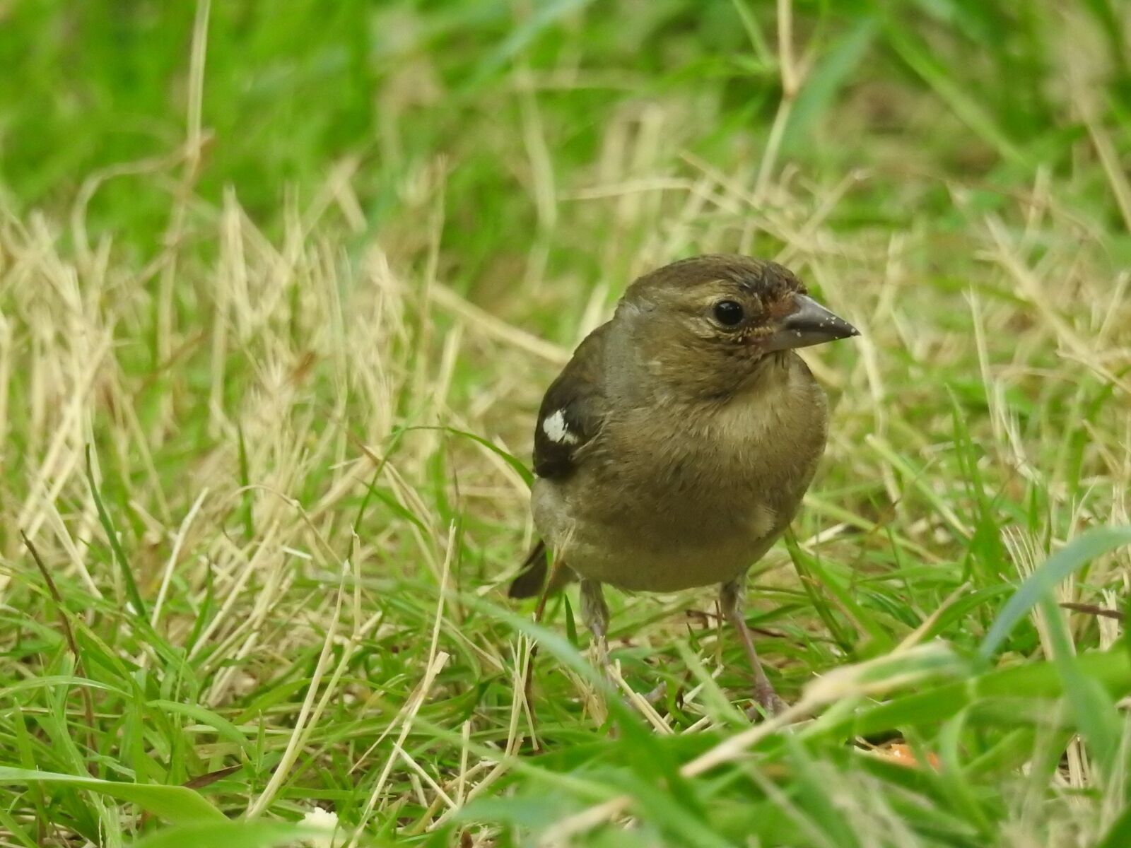 Nikon Coolpix P900 sample photo. Bird, sparrow, nature photography