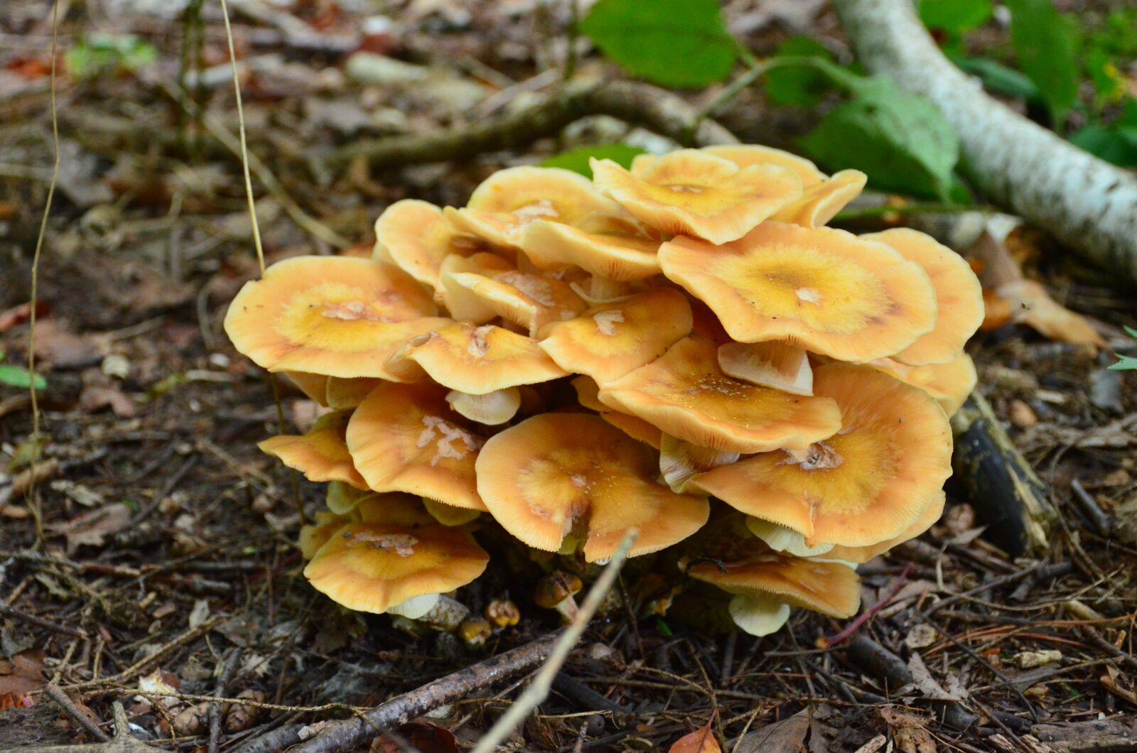 Nikon D7000 sample photo. Mushrooms, woods, fungus photography
