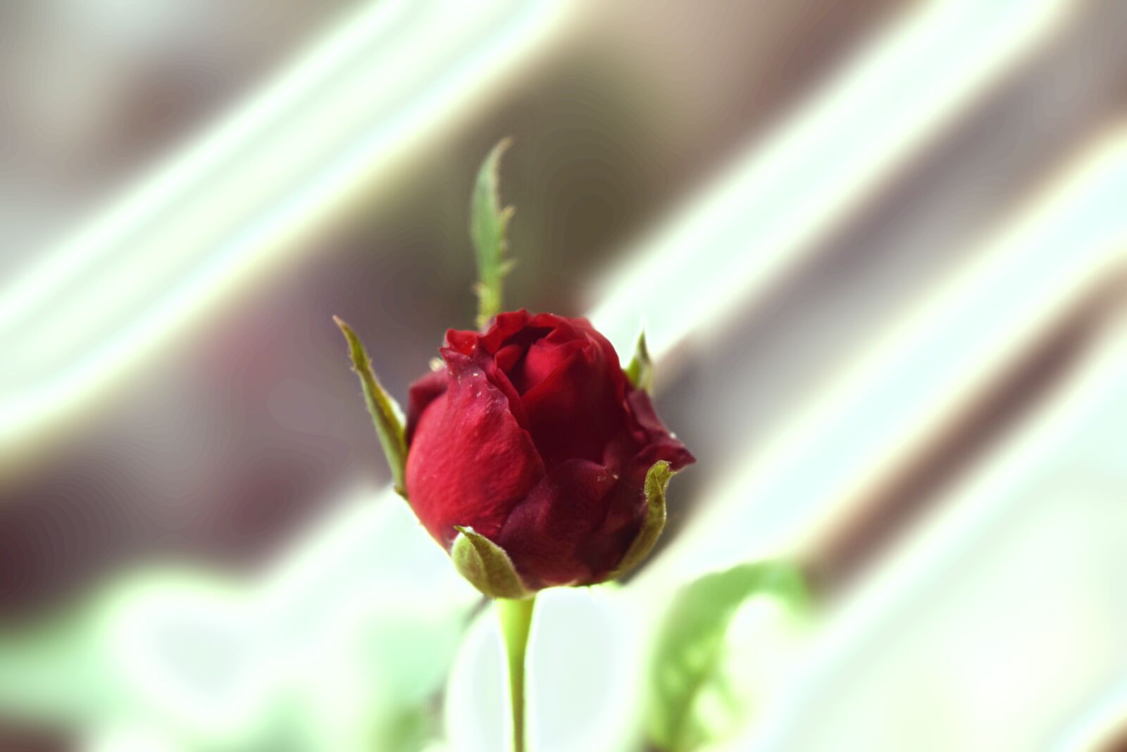 Nikon D5300 sample photo. Rose, flower, nature photography