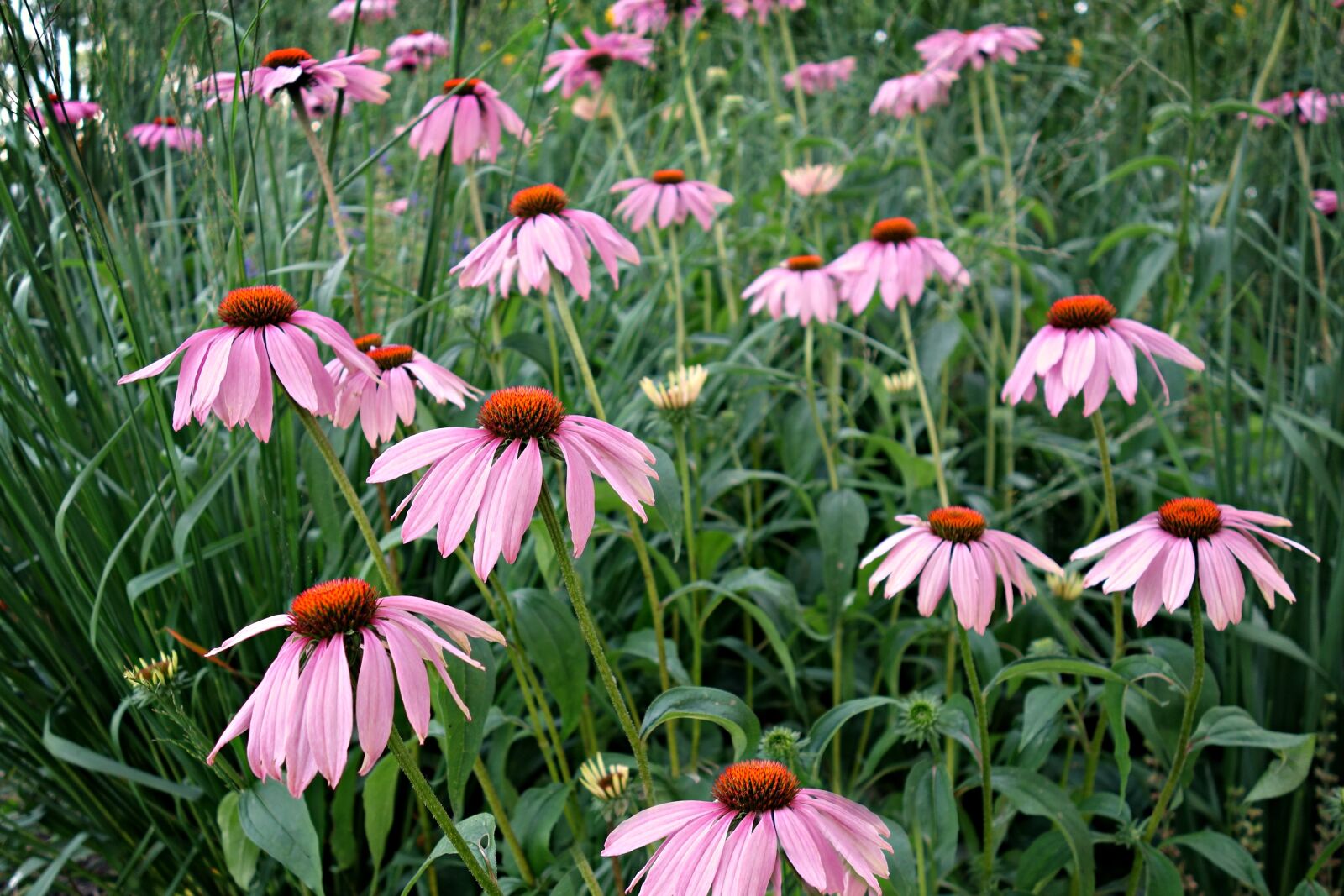 Sony Cyber-shot DSC-RX100 sample photo. Cone flower, purple cone photography