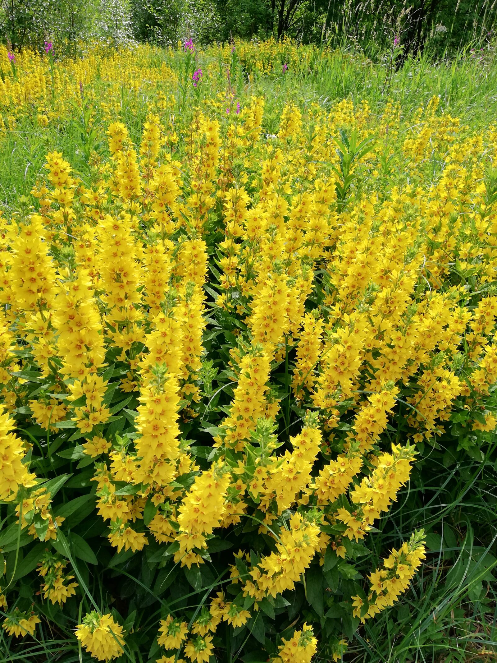 HUAWEI Mate 10 Lite sample photo. Perennials, yellow, field photography
