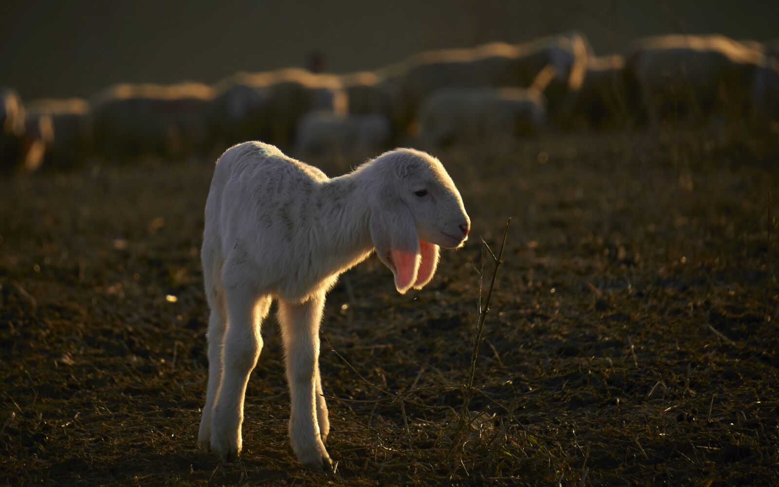 Sony E 55-210mm F4.5-6.3 OSS sample photo. Lamb, nature, sheep photography