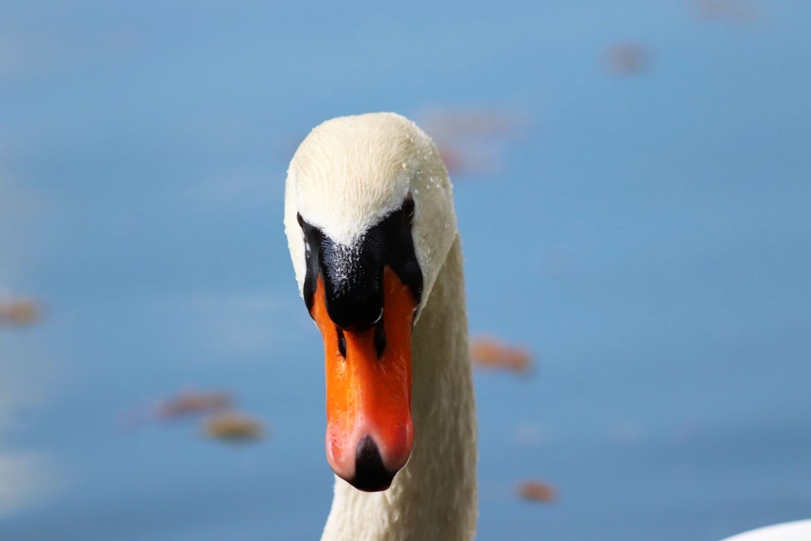 Canon EOS 200D (EOS Rebel SL2 / EOS Kiss X9) sample photo. White swan, head, lake photography