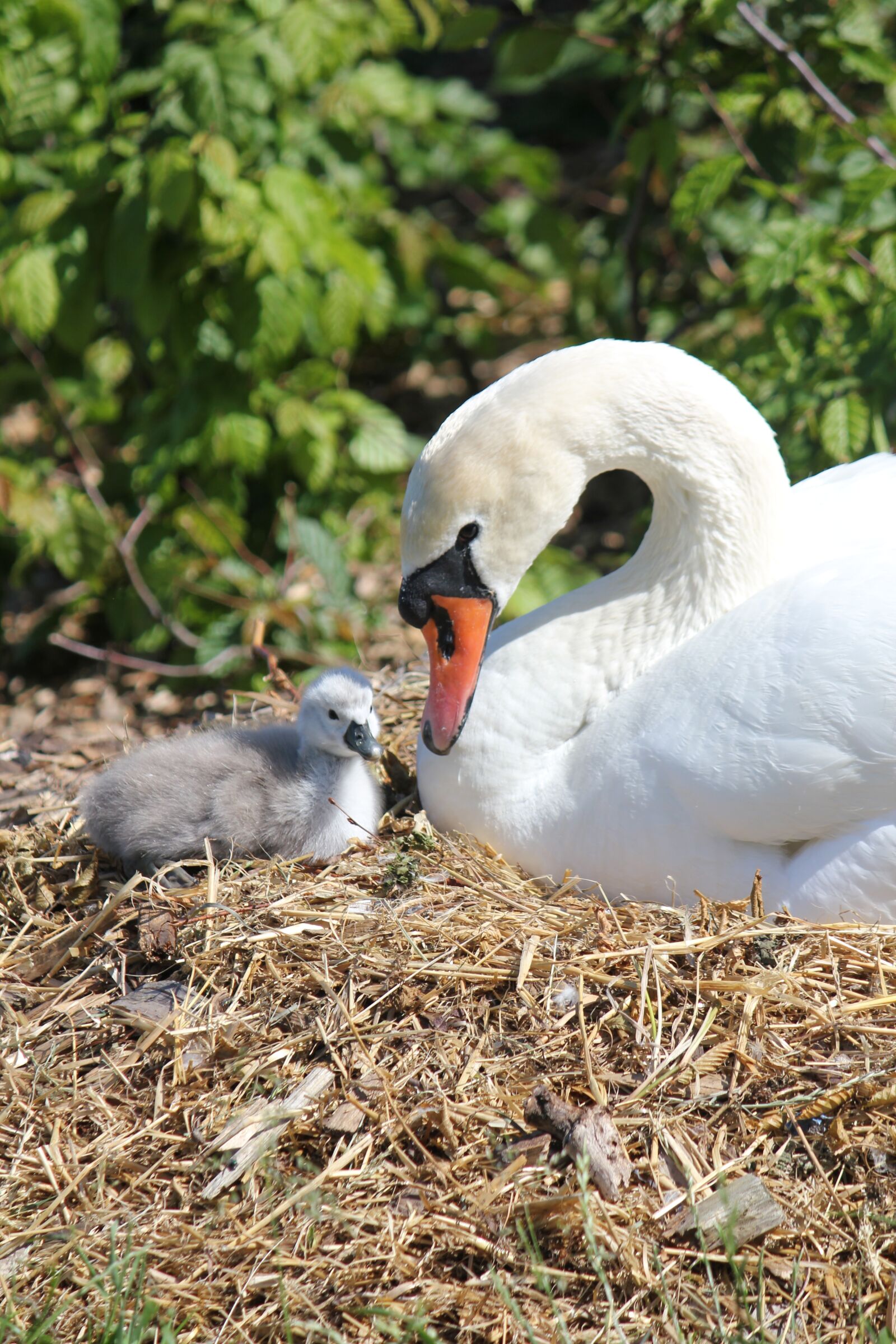 Canon EOS 550D (EOS Rebel T2i / EOS Kiss X4) sample photo. Swan, denmark, copenhagen photography