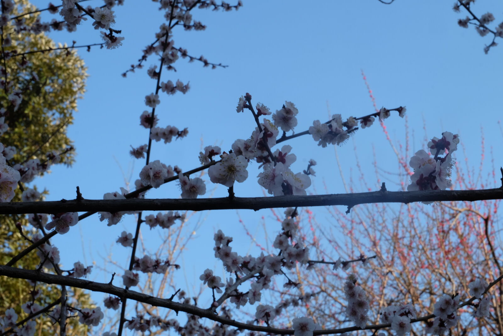 Fujifilm X-M1 sample photo