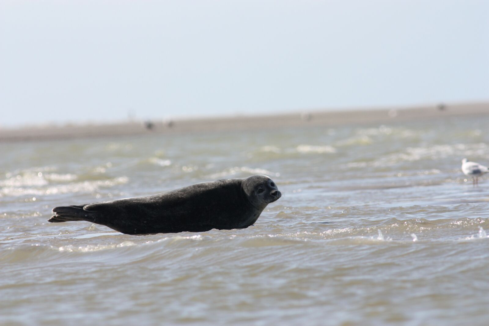 Canon EOS 450D (EOS Rebel XSi / EOS Kiss X2) sample photo. The common seal, phoque photography