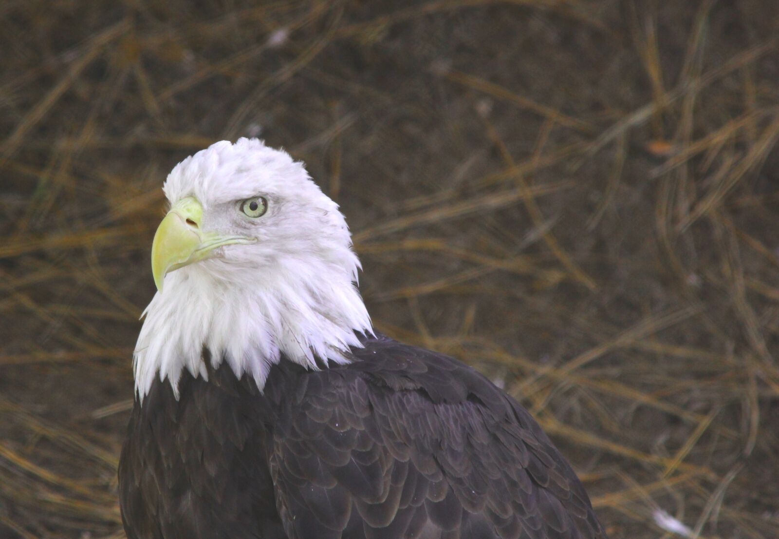Canon EOS 60D sample photo. Alaska, animal, eagle photography
