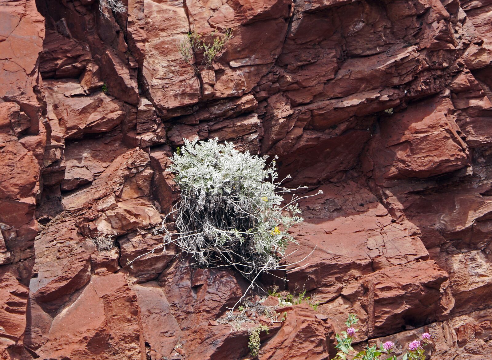 Panasonic Lumix DMC-GH3 sample photo. Red rocks, plant, perpendicular photography