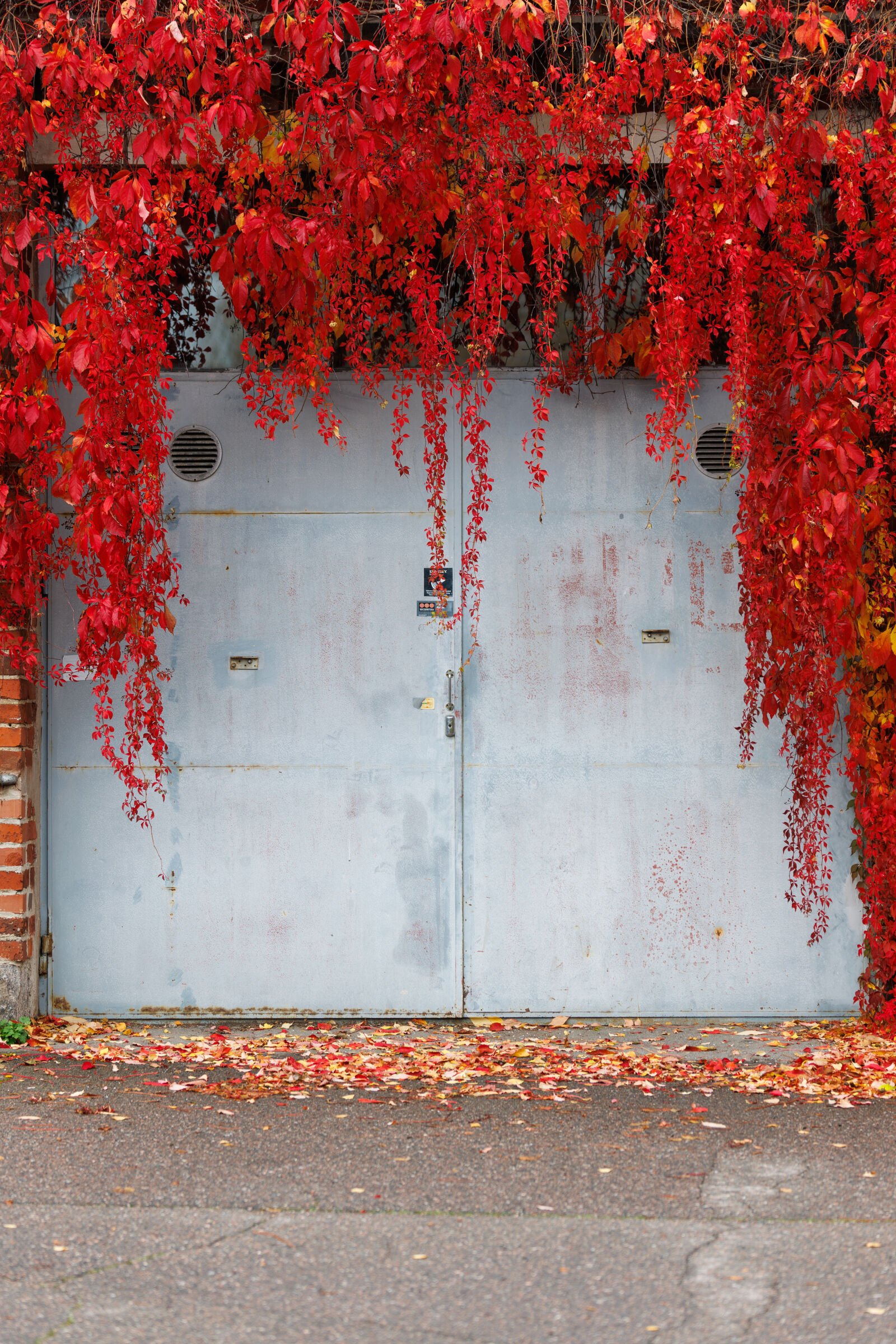 Canon EOS R1 sample photo. Autumn door photography
