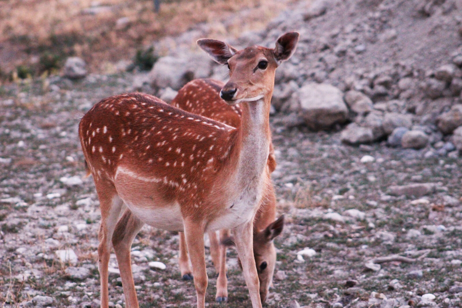 Canon EOS 100D (EOS Rebel SL1 / EOS Kiss X7) sample photo. Animal, brown, deer, female photography