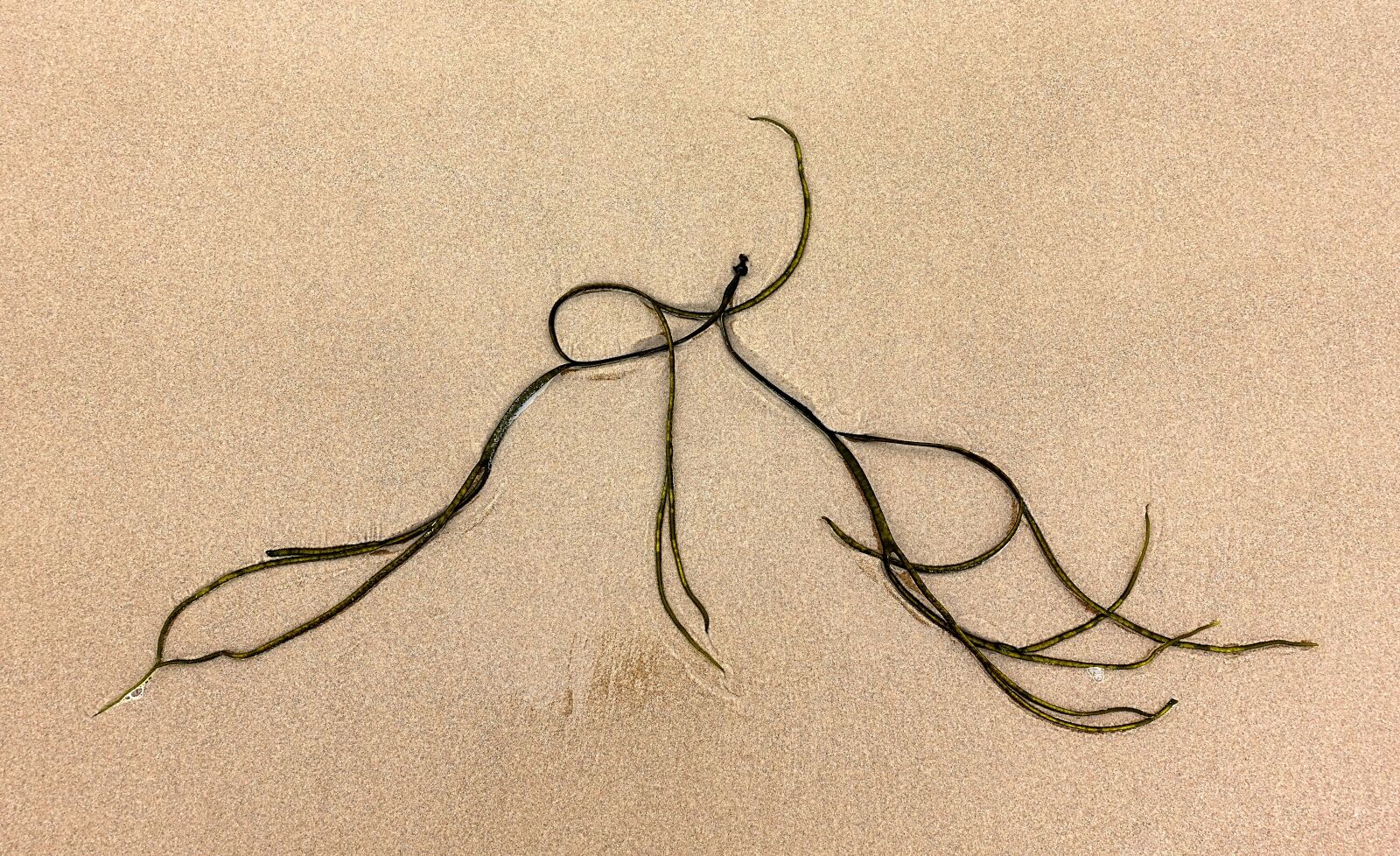 Sony DSC-RX100M5 sample photo. Seaweed, sand, sea photography