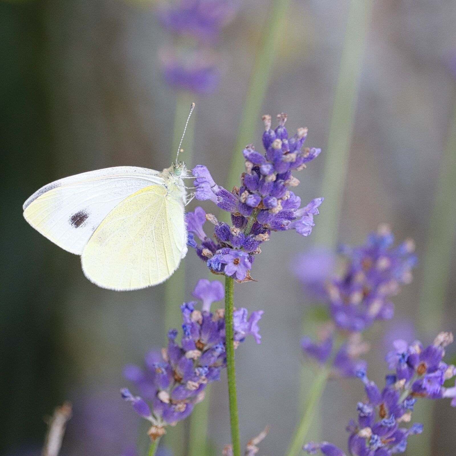 Canon EF-S 55-250mm F4-5.6 IS STM sample photo. Butterfly, lavender, nature photography