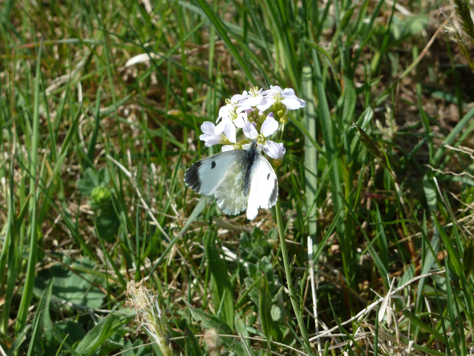 Panasonic Lumix DMC-ZS7 (Lumix DMC-TZ10) sample photo. White, butterfly, blossom photography