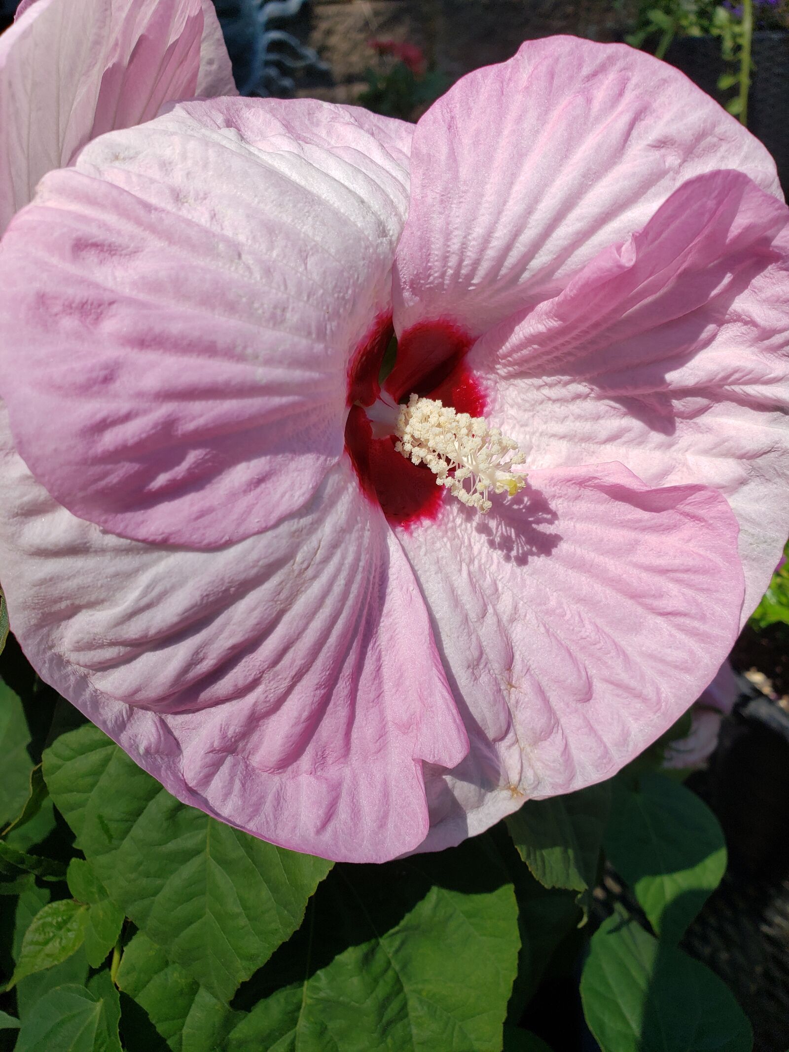 Samsung Galaxy Note9 sample photo. Hibiscus, pink, white photography