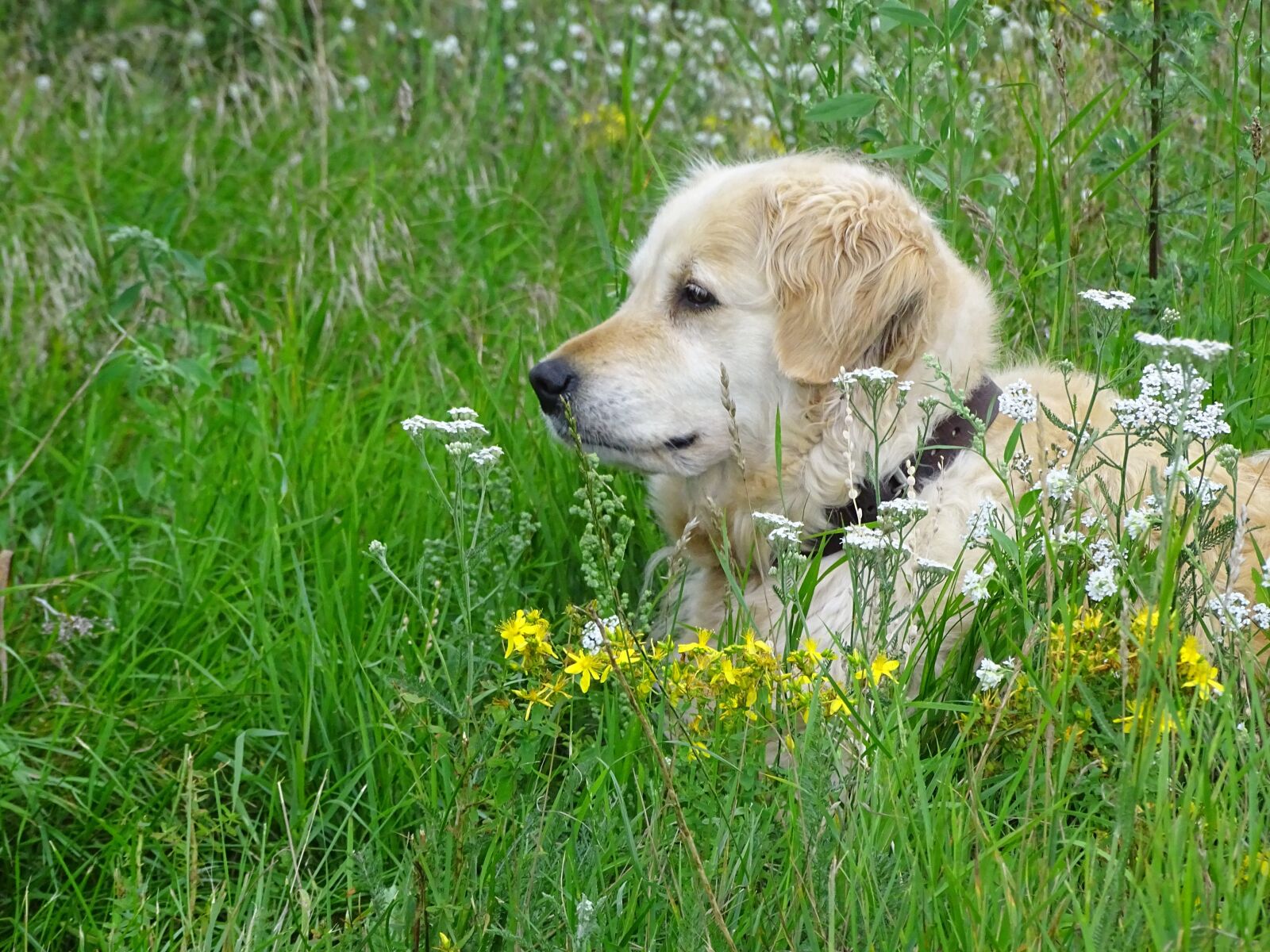 Sony Cyber-shot DSC-HX400V sample photo. Grass, dog, meadow photography