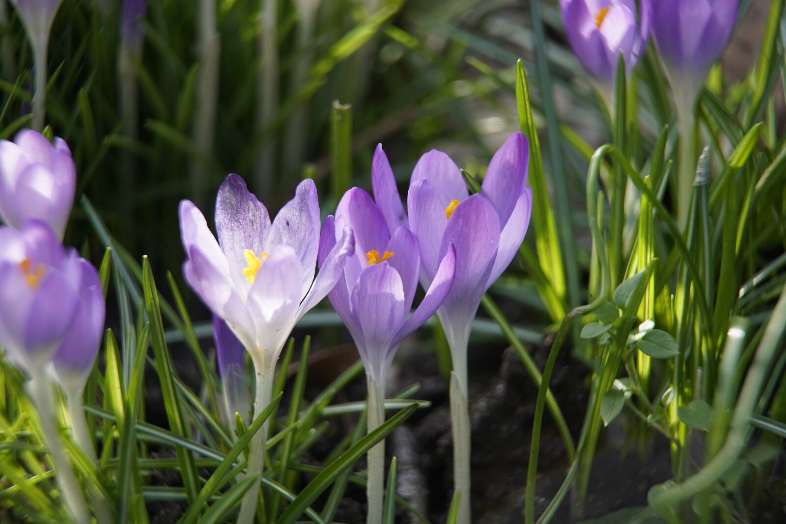 Sony a7R II + Sony E PZ 18-105mm F4 G OSS sample photo. Crocus, blue, spring photography