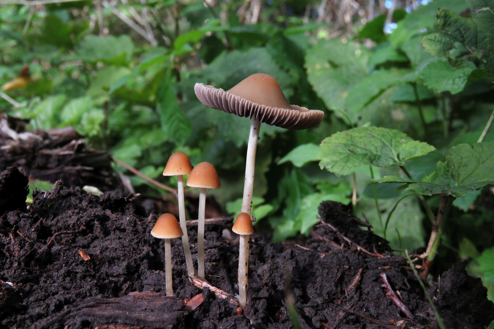 Canon PowerShot SX60 HS sample photo. Fungi, wood, mushroom photography