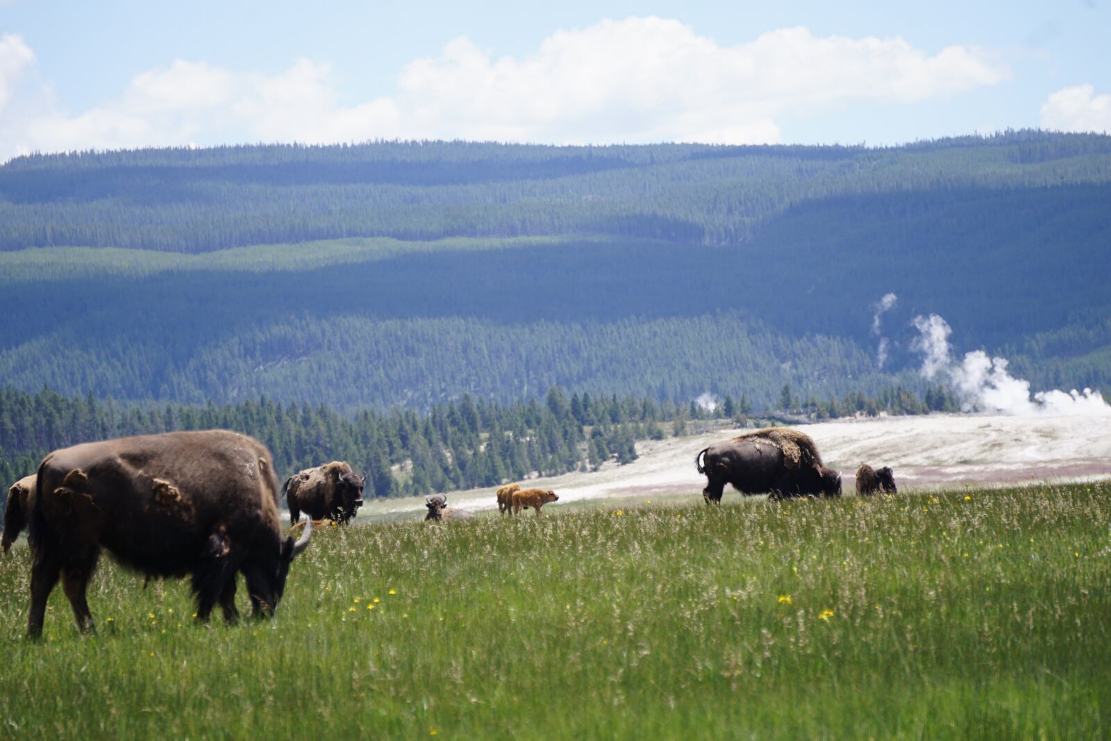 Sony E 55-210mm F4.5-6.3 OSS sample photo. Yellowstone, buffalo, bison photography