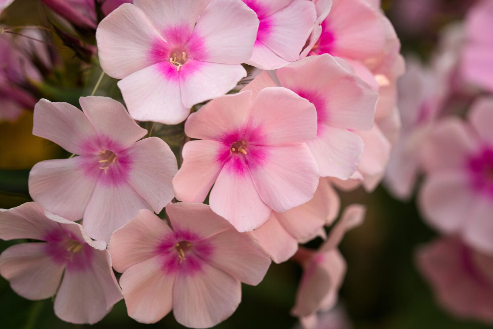 Canon EOS 200D (EOS Rebel SL2 / EOS Kiss X9) sample photo. Phlox, blossom, bloom photography
