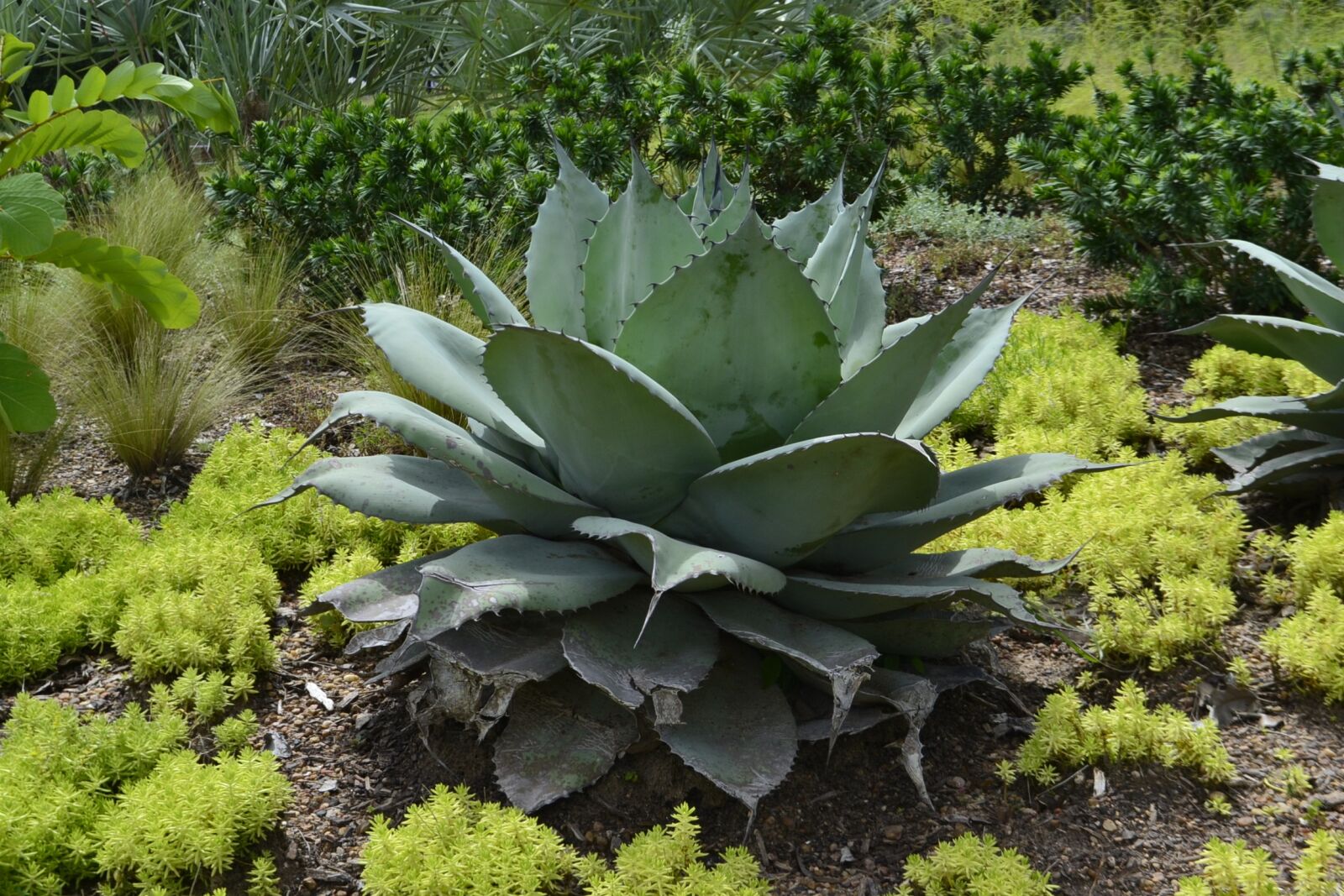 Nikon D3100 sample photo. Cactus plant, large, cactus photography