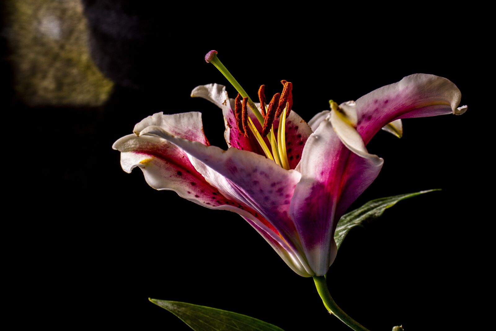 Canon EOS 800D (EOS Rebel T7i / EOS Kiss X9i) sample photo. Flower, macro, purple photography