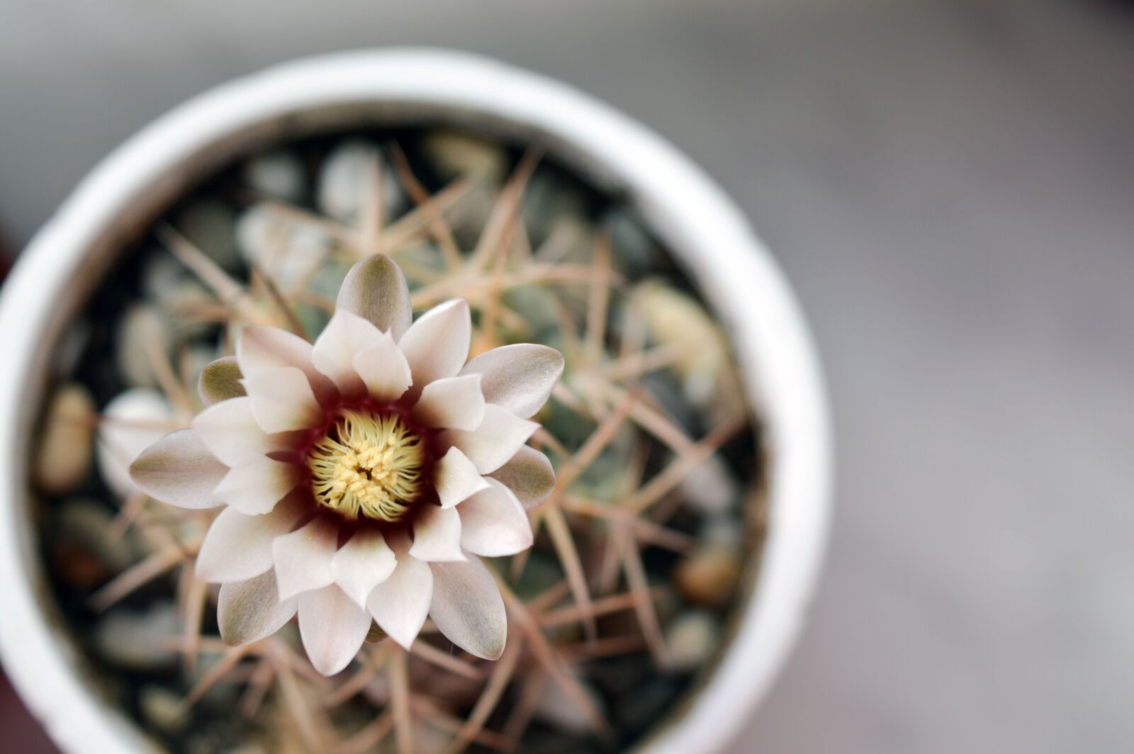 Nikon D3200 sample photo. Gymnocalycium, cactus flower, cactus photography