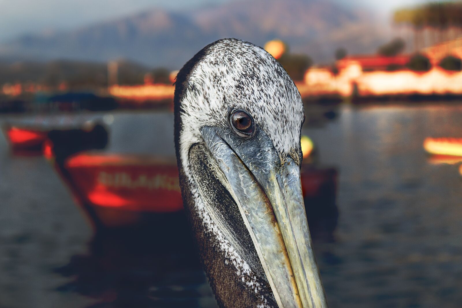 Canon EOS 70D sample photo. Animals, beach, pen photography