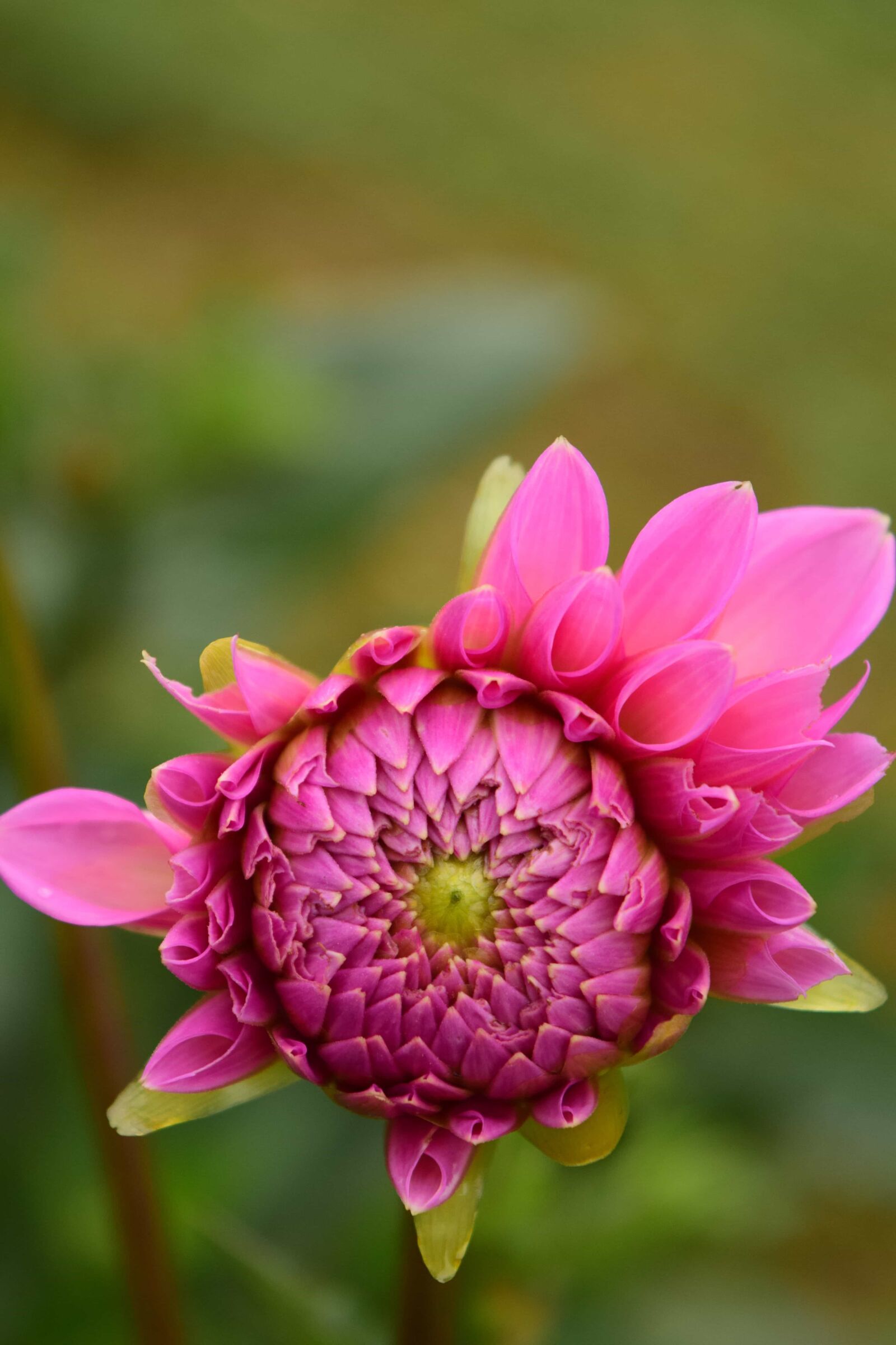 Nikon D3300 sample photo. Flower, nature, garden, summer photography