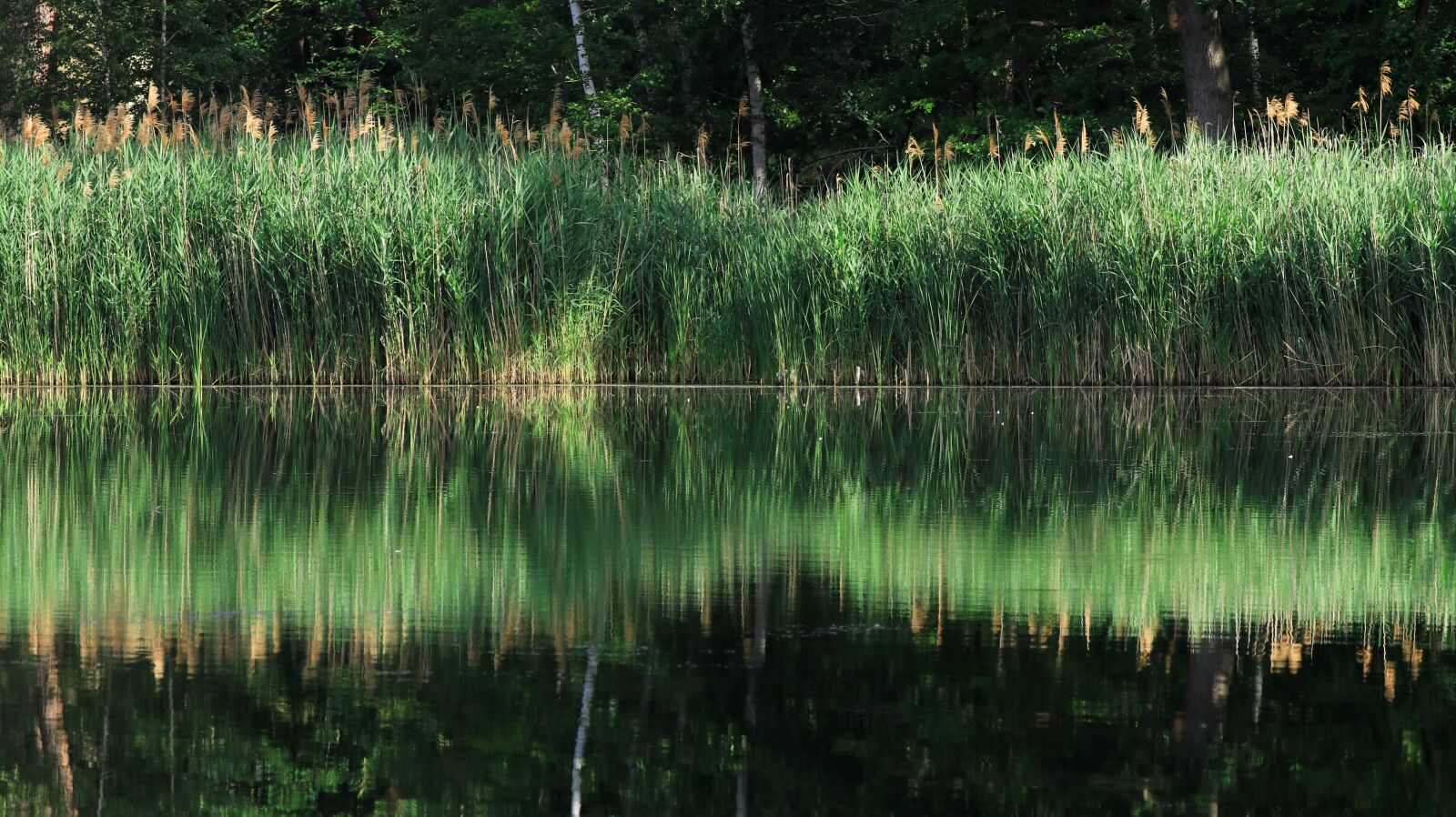 150-600mm F5-6.3 DG OS HSM | Contemporary 015 sample photo. Lake, reed, bank photography
