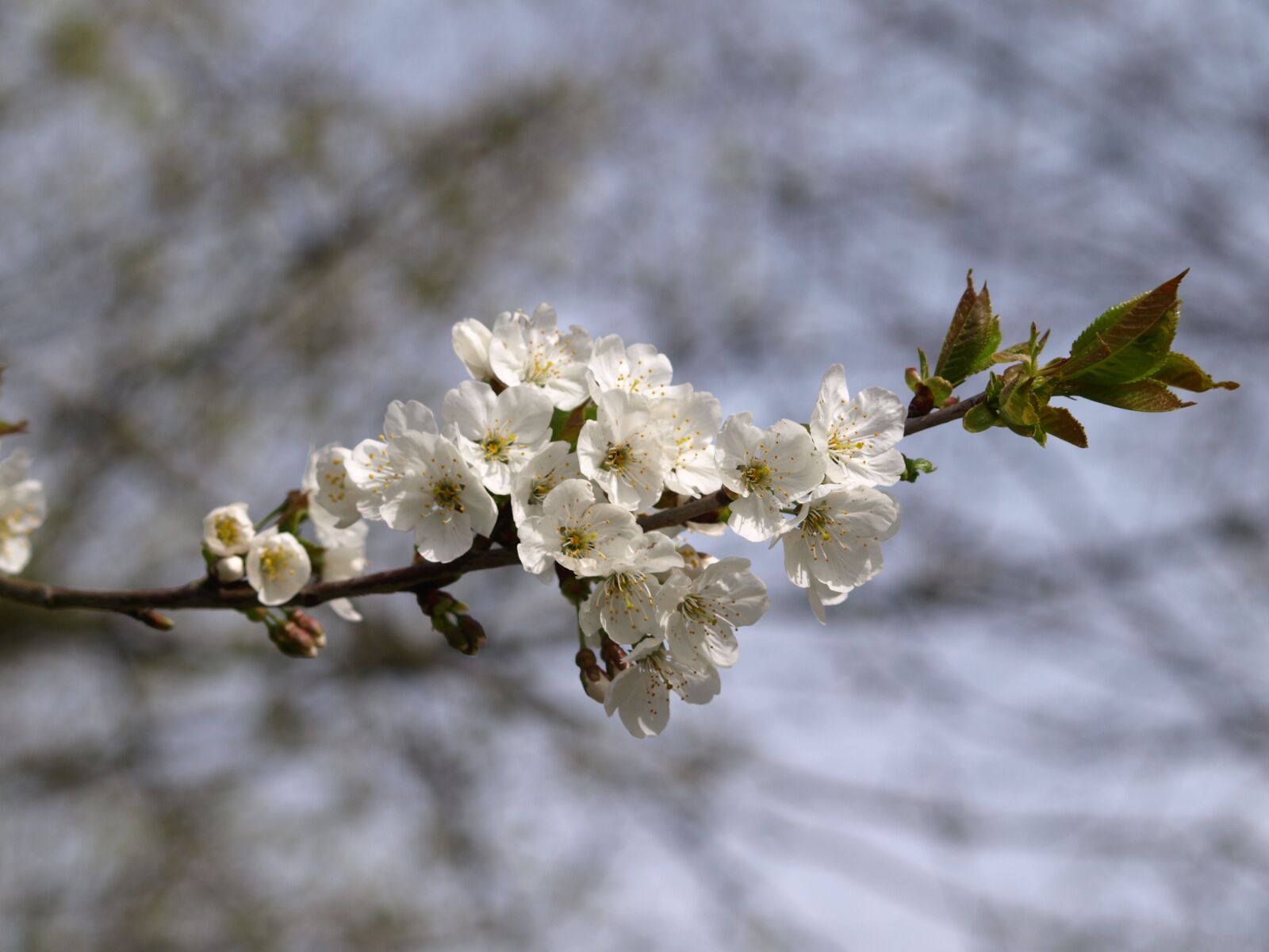 Olympus E-510 (EVOLT E-510) sample photo. Blossom, bloom, spring photography