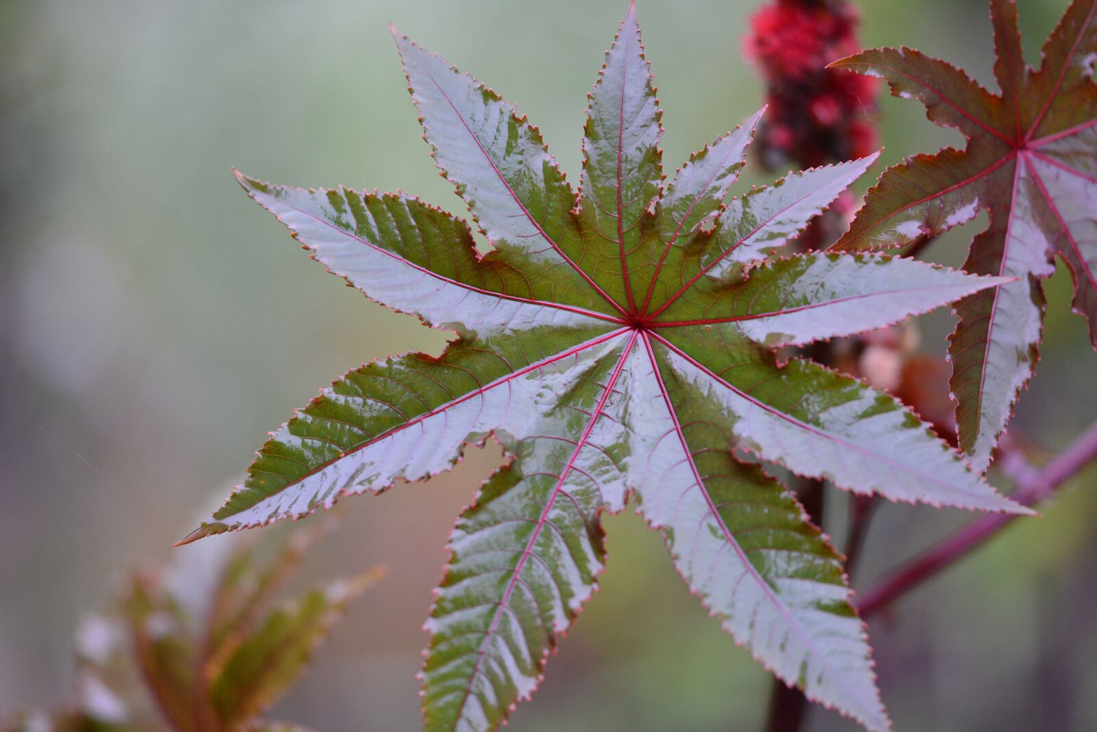 Nikon D800 sample photo. Green, nature, plants photography