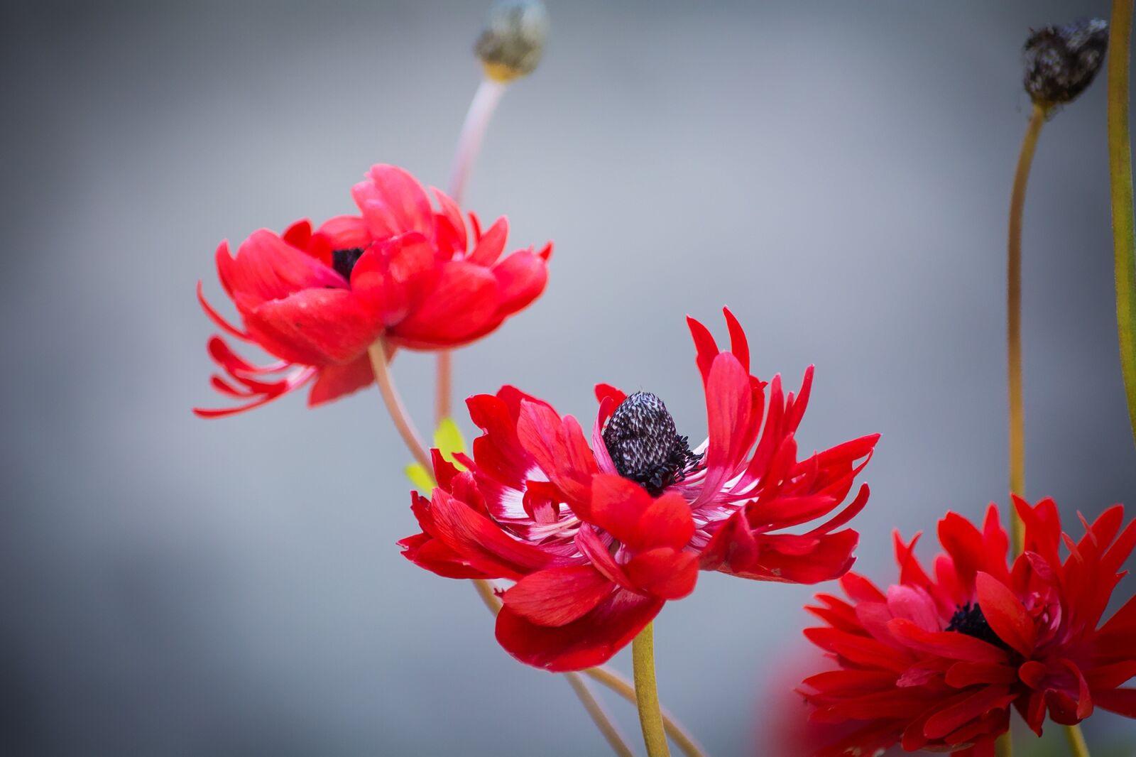 Nikon D7100 sample photo. Anemones, red, red anemone photography