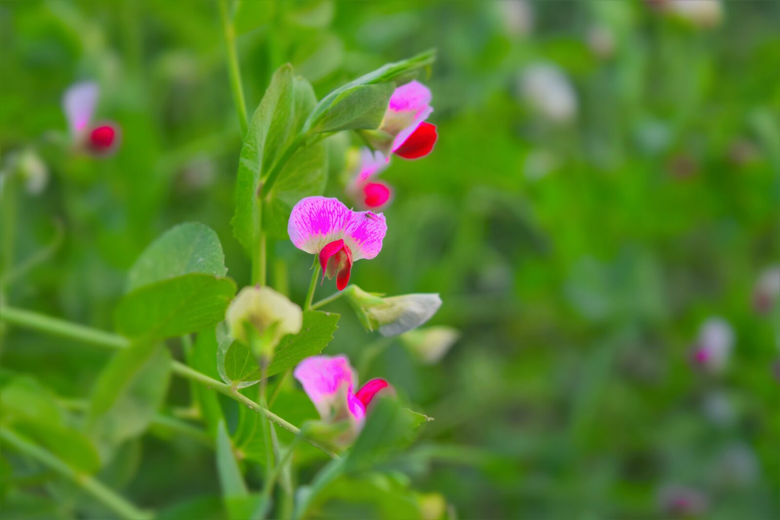 Nikon D5300 sample photo. Flower, green, nature photography