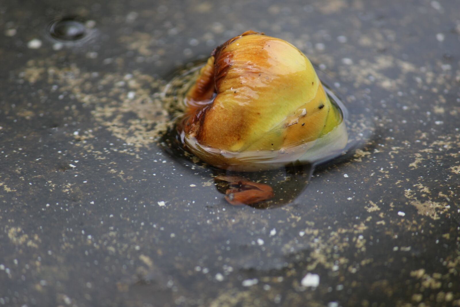 Canon EOS 1200D (EOS Rebel T5 / EOS Kiss X70 / EOS Hi) sample photo. Coconut, wamp, water photography