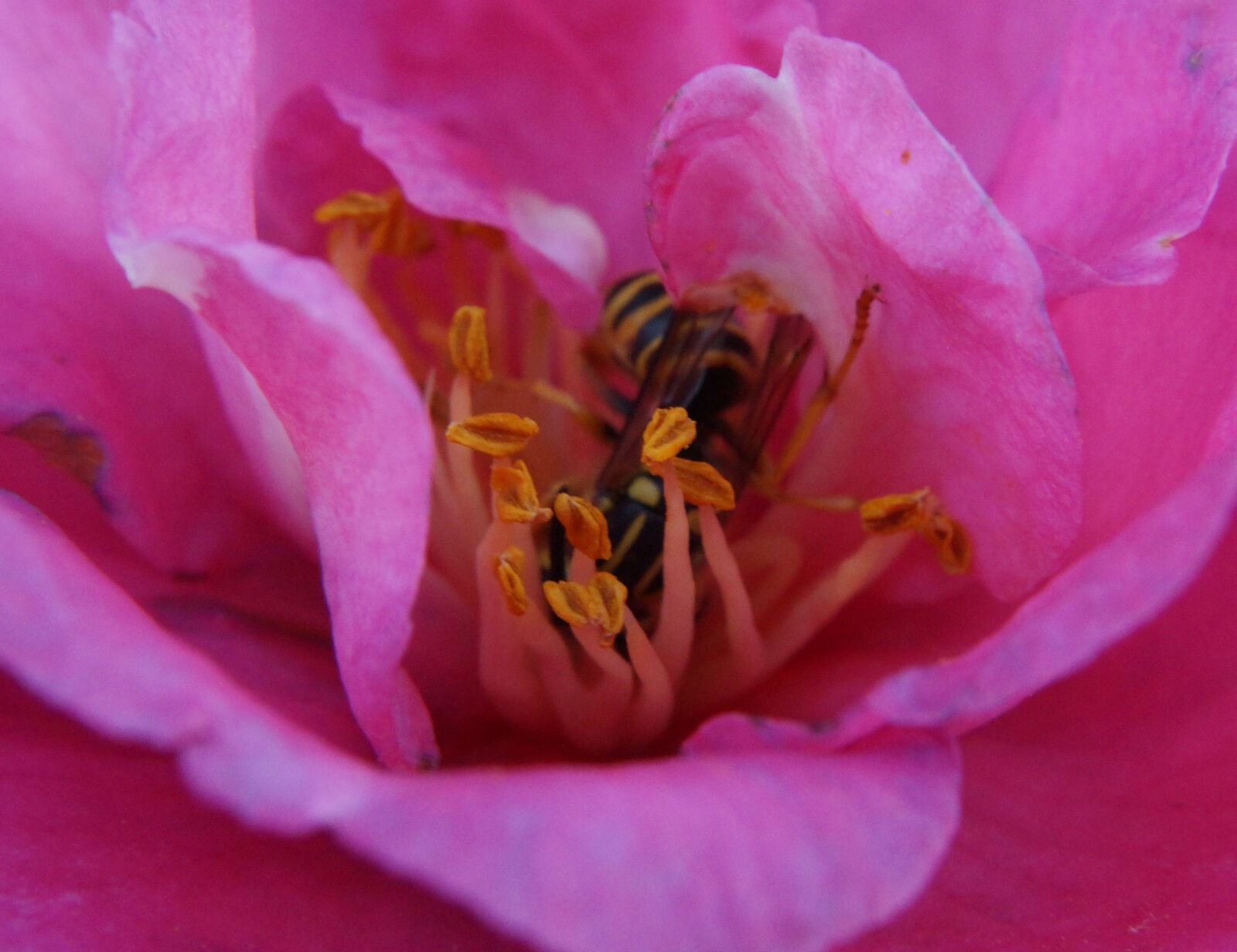 Sony Alpha a5000 (ILCE 5000) sample photo. Flower, bee, honey photography