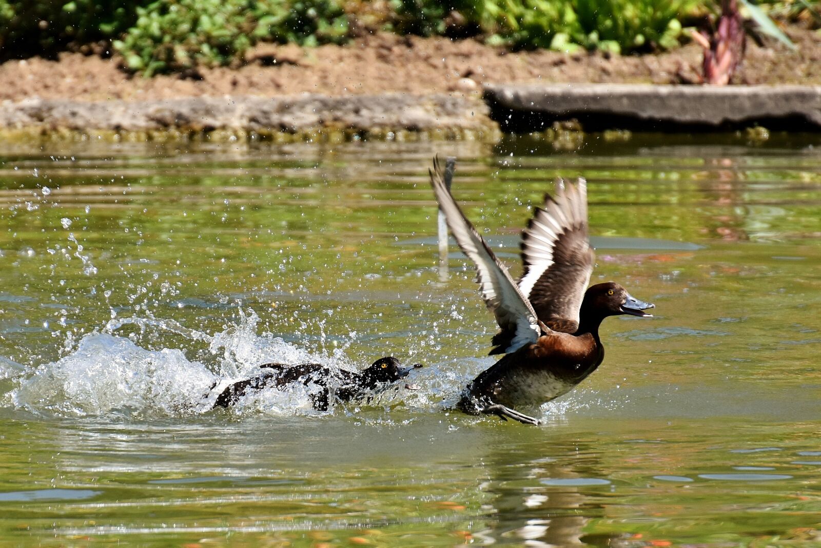 Nikon D7200 sample photo. Tufted duck, ducks, play photography