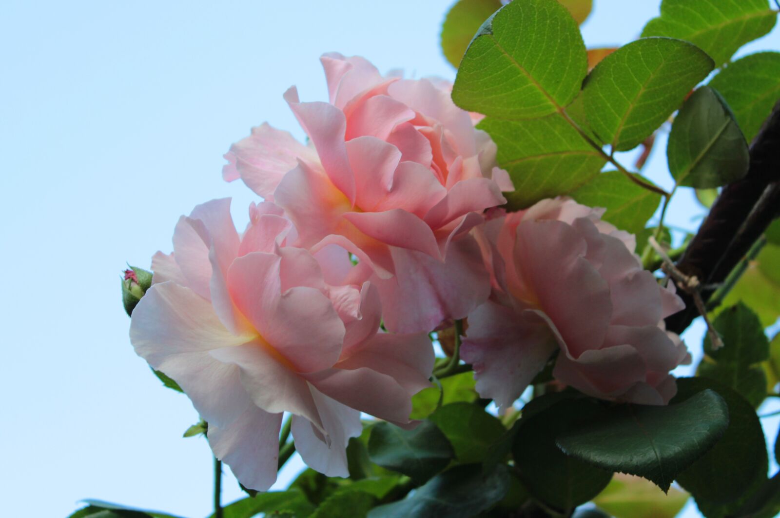 Canon EOS 600D (Rebel EOS T3i / EOS Kiss X5) sample photo. Rambler, air, summer photography