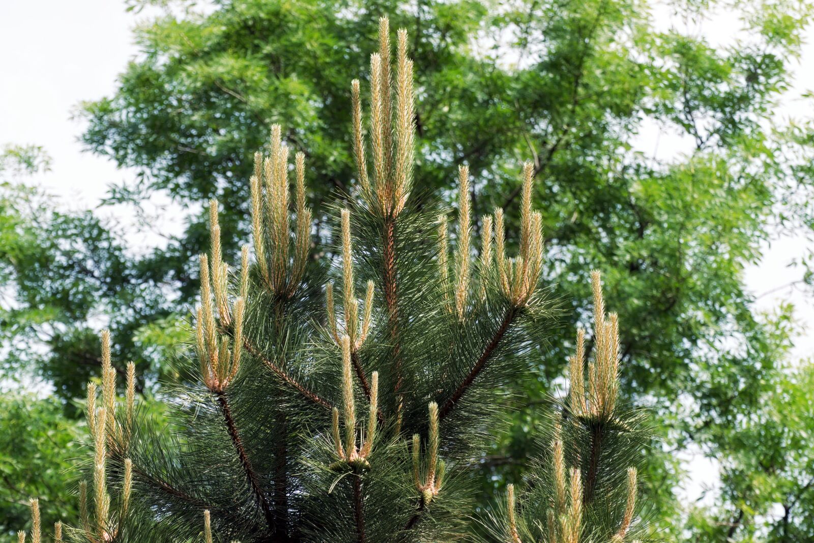 Nikon D5300 sample photo. Conifer, flowers, cones photography