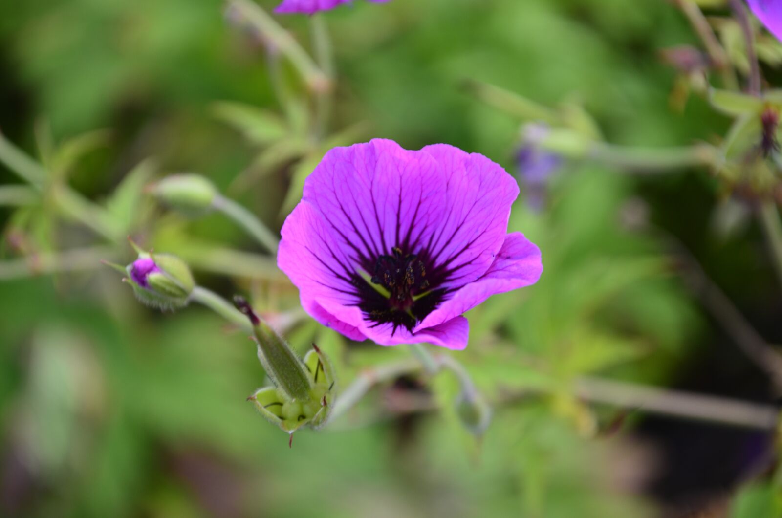 Nikon D5100 sample photo. Floral, nature, bright photography