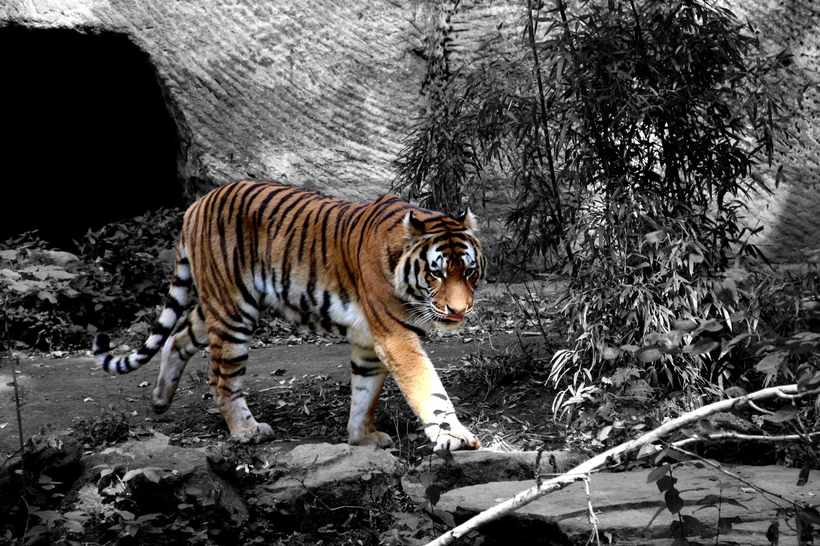 Canon EOS 60D sample photo. Tiger, zoo, color key photography