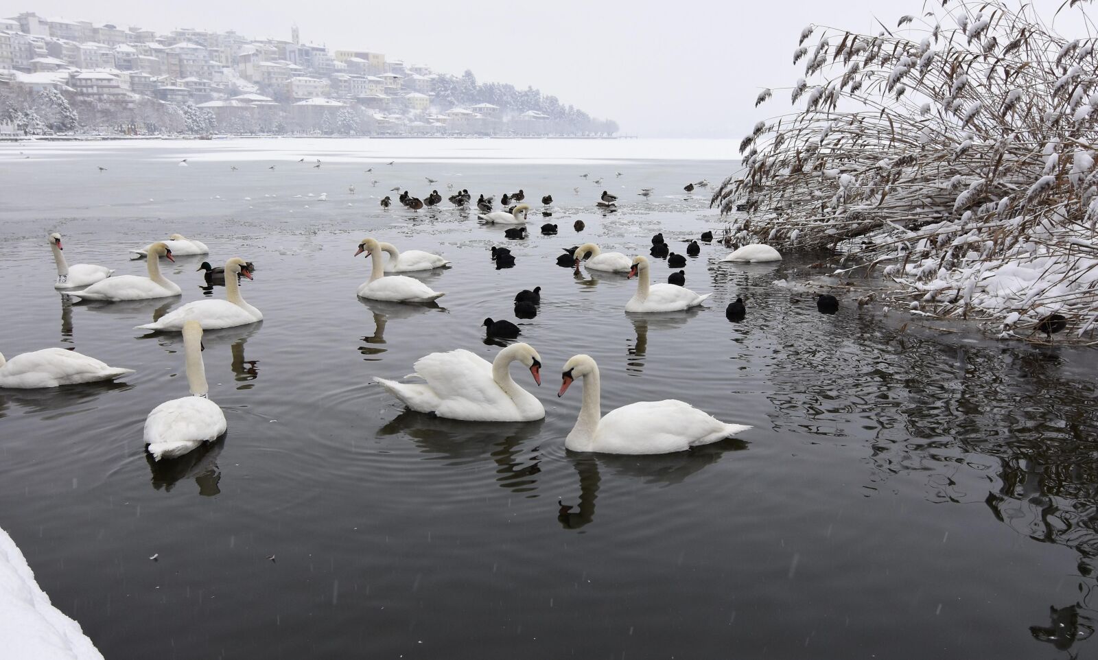 Nikon D7200 sample photo. Swans, city, lake photography