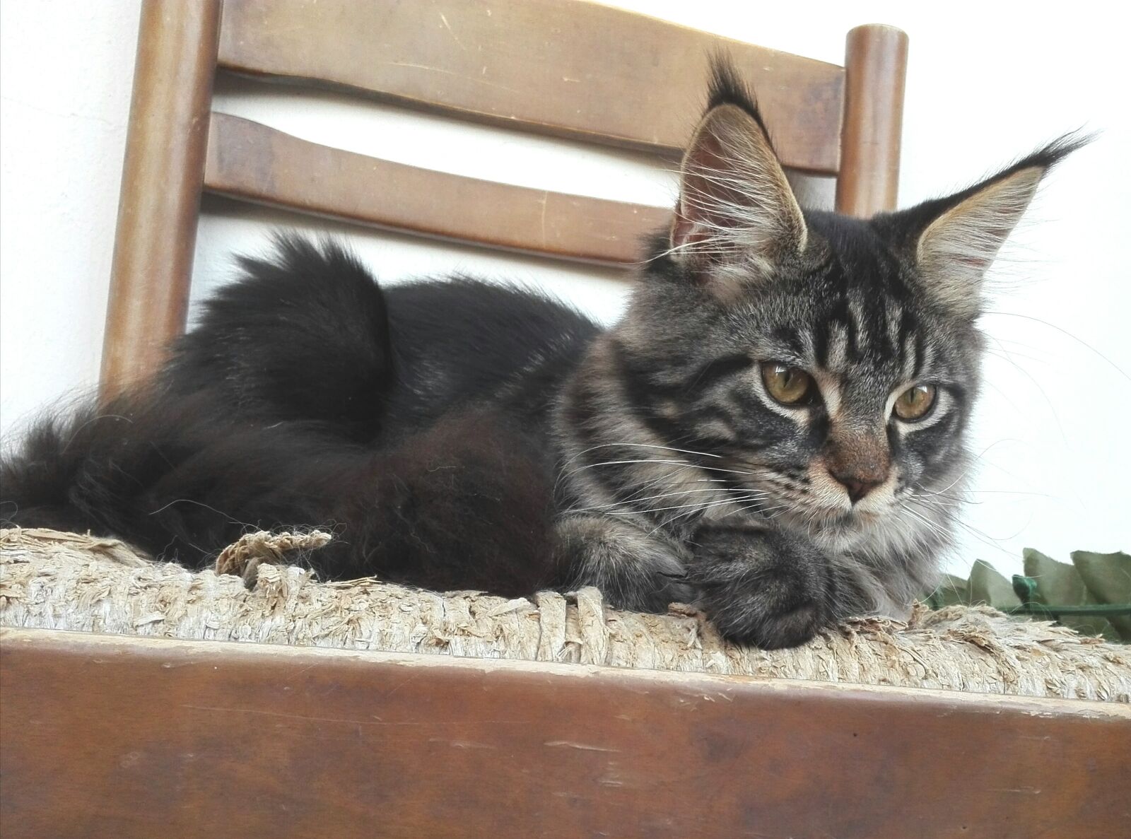 HUAWEI P8 Lite sample photo. Mainecoon, cat, cats photography