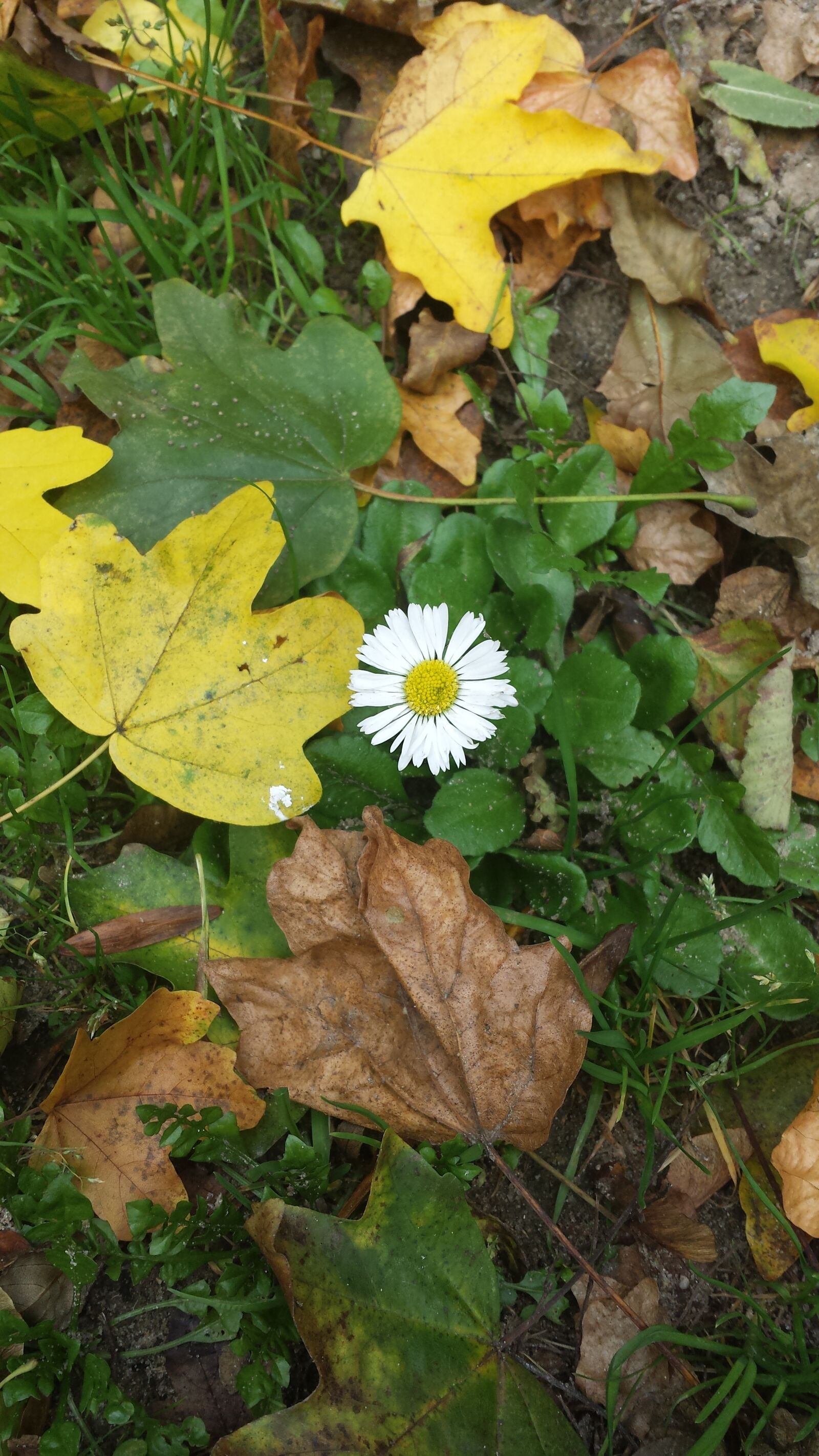 Samsung Galaxy S4 sample photo. Daisy, leaves, nature photography