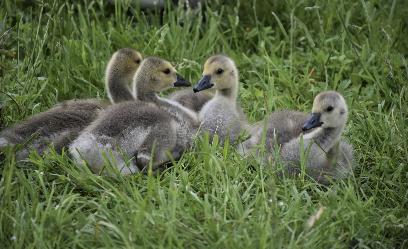 Nikon D7200 sample photo. Geese, family, gaensekuecken photography