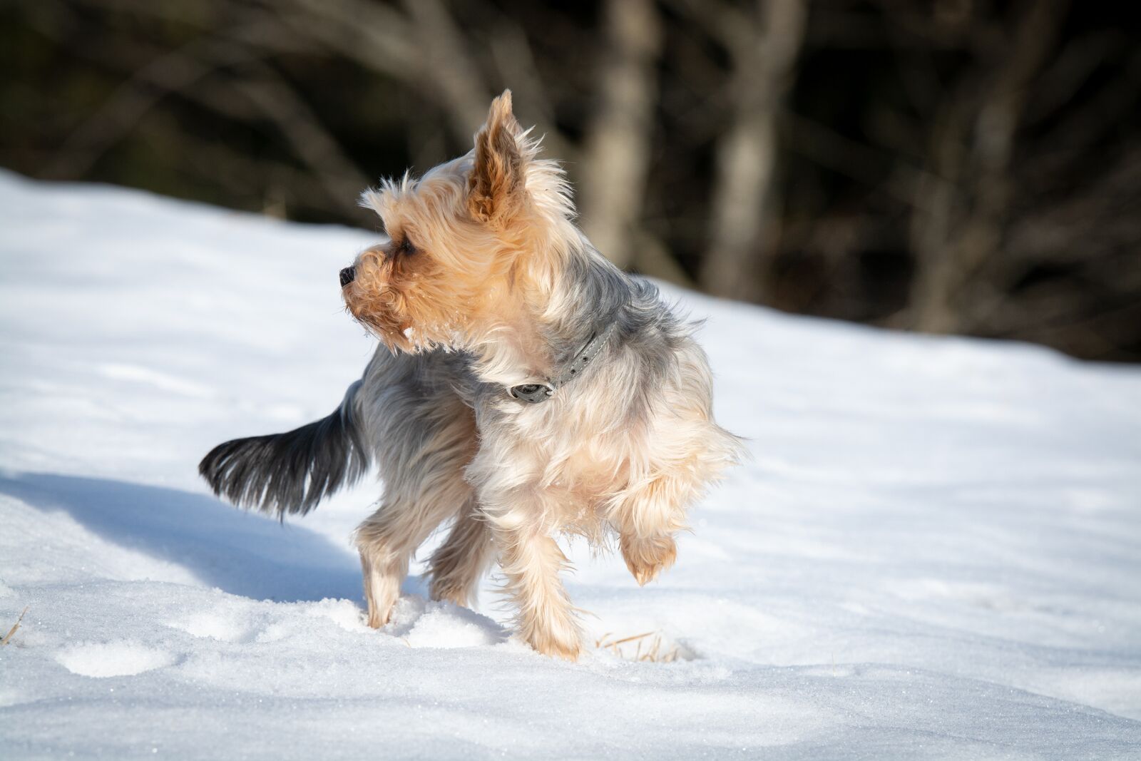 Nikon D7100 sample photo. Dog, winter, snow photography