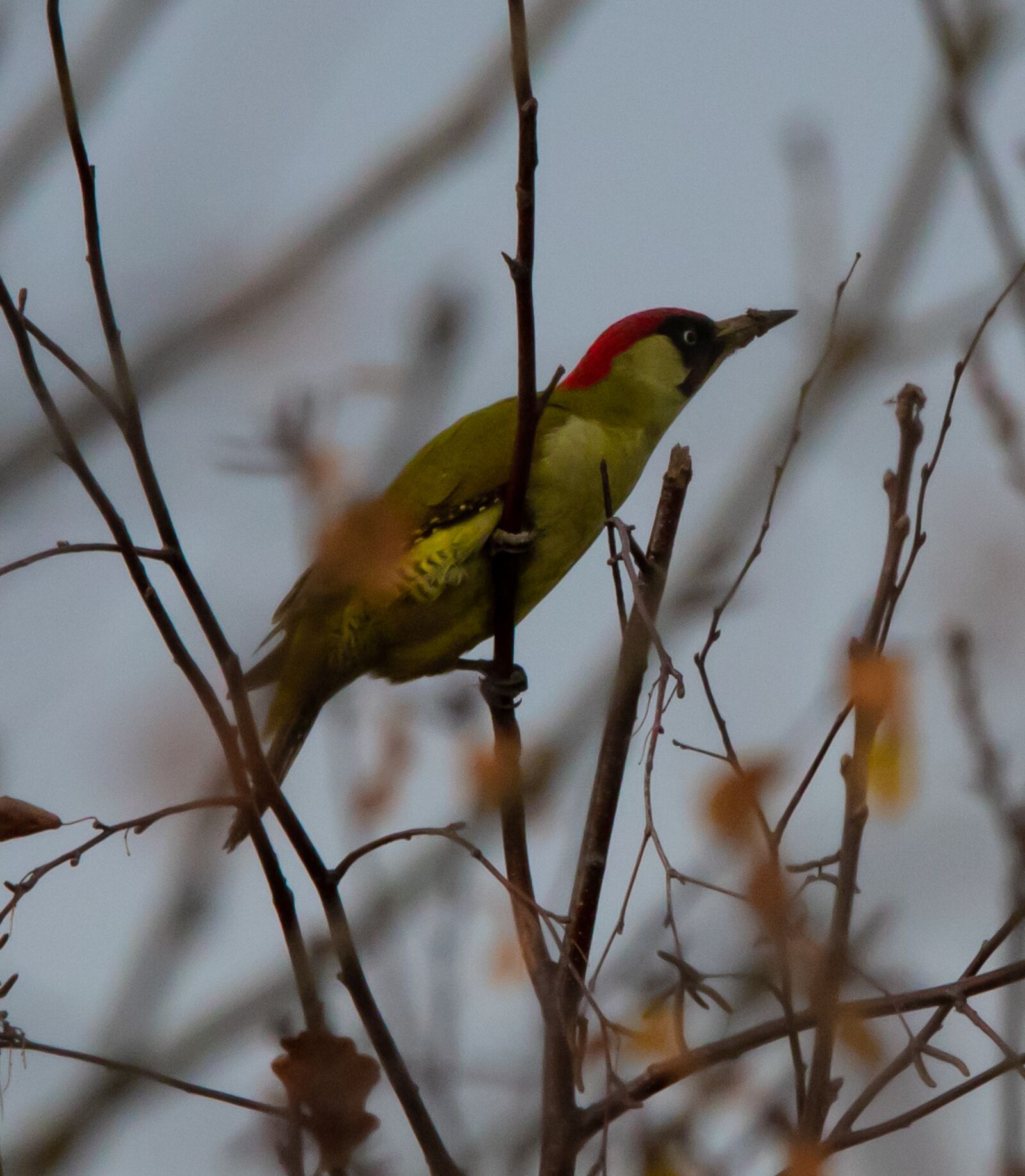 150-600mm F5-6.3 DG OS HSM | Contemporary 015 sample photo. Green woodpecker, perched, woodpecker photography