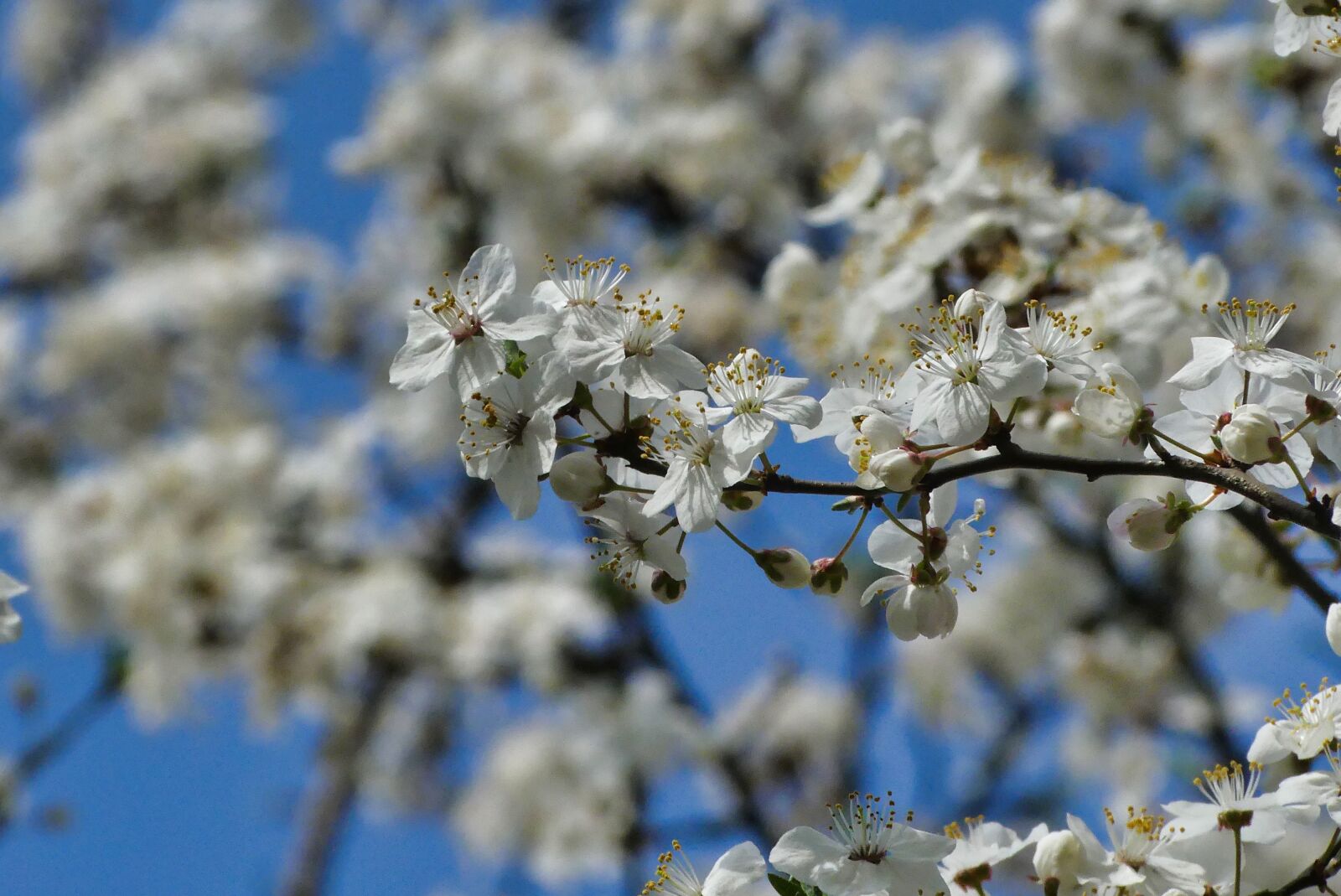 Panasonic Lumix DMC-FZ300 sample photo. Spring, flowers, nature photography